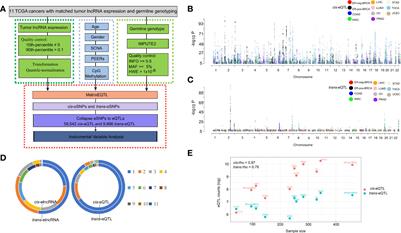 Cis- and Trans-Acting Expression Quantitative Trait Loci of Long Non-Coding RNA in 2,549 Cancers With Potential Clinical and Therapeutic Implications